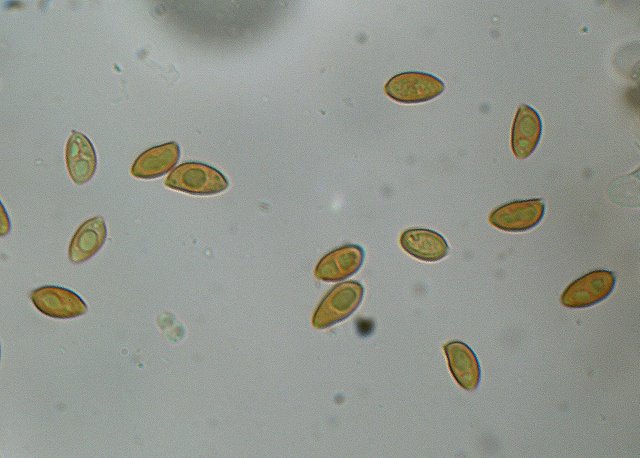 Galerina spec. Cod.: DSCN 9473